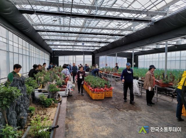 국화분재교육 실습장 모습