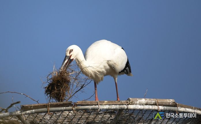 둥지를 보수 중인 수컷 황새