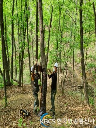 덕양구, ‘산림 내 병해충방제’ 실시