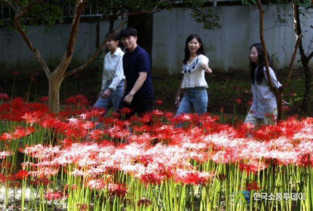 시민들이 선홍빛 꽃무릇 100만여 본이 만개한 가오근린공원에서 가을의 정취를 만끽하고 있다.